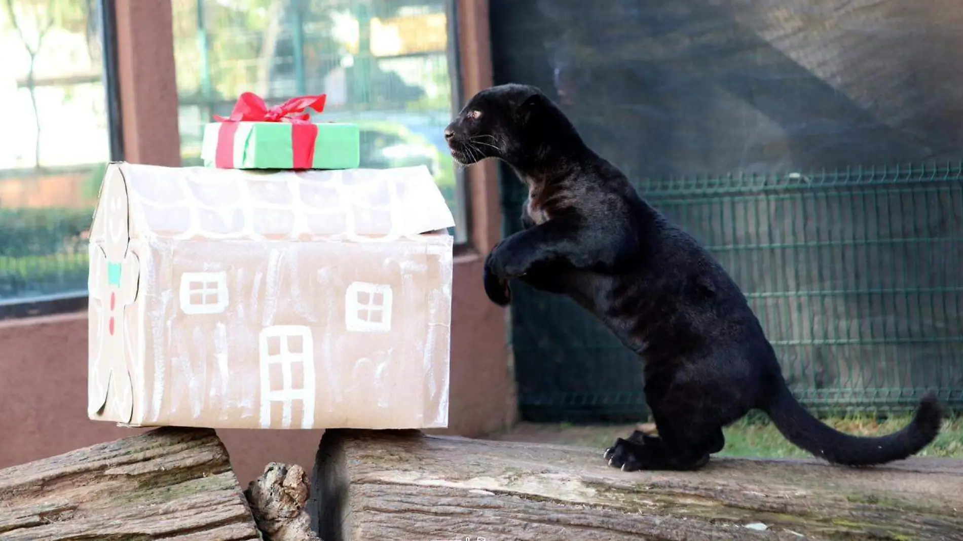 Felinos con regalos de navidad